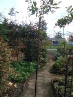 Photinia fraseri Red Robin bol op stam 180 cm in pot, Lente, 100 tot 250 cm, Ophalen, Volle zon