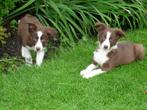 mooie border collie pups mogen het nest verlaten, Dieren en Toebehoren, Honden | Herdershonden en Veedrijvers, CDV (hondenziekte)