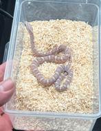 Pantherophis Guttatus nakweek 25, Dieren en Toebehoren, Amfibie, 0 tot 2 jaar