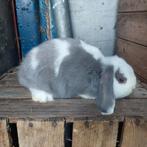 Super lieve minilop konijntjes, Meerdere dieren, 0 tot 2 jaar