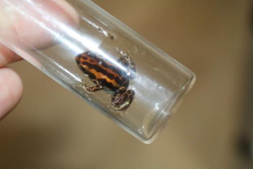 Oophaga Pumilio Bastimentos, Dieren en Toebehoren, Reptielen en Amfibieën, Amfibie, 0 tot 2 jaar