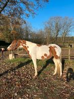 Gave 2,5 jarige D pony ruin, Dieren en Toebehoren, Pony's, Ruin, 3 tot 6 jaar, Gechipt, Onbeleerd