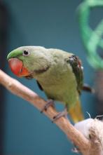 Jonge Alexander Parkiet | Handtam | Rustig, Dieren en Toebehoren, Vogels | Parkieten en Papegaaien, Meerdere dieren, Parkiet, Pratend