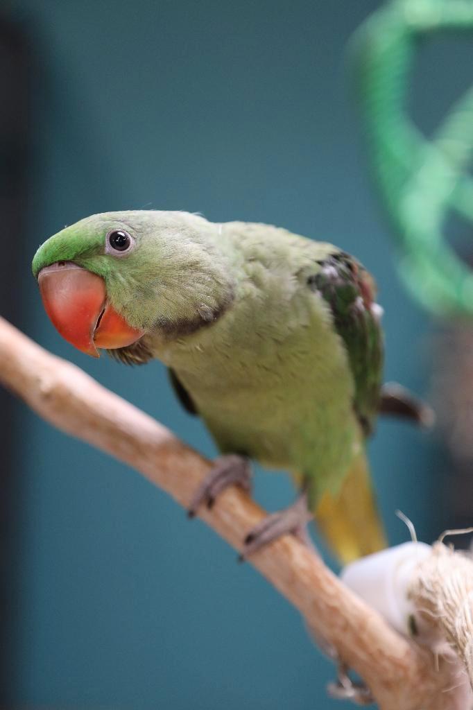 Jonge Alexander Parkiet | Handtam | Rustig, Dieren en Toebehoren, Vogels | Parkieten en Papegaaien, Parkiet, Meerdere dieren, Pratend
