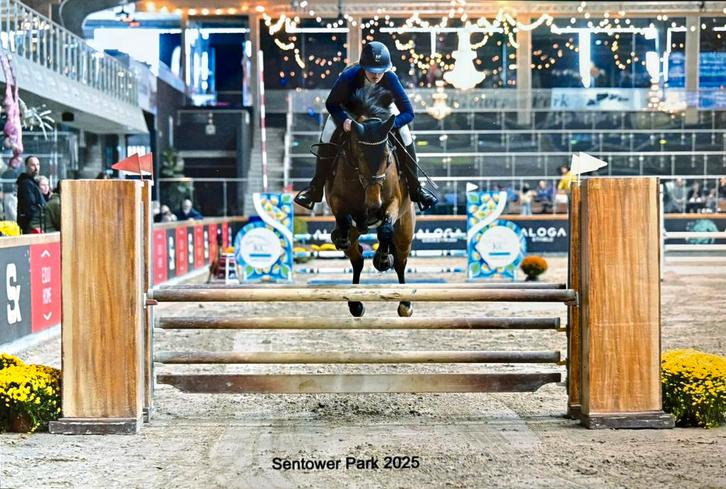 Knap springpaard met kwaliteit, Dieren en Toebehoren, Paarden, Ruin, B, 160 tot 165 cm, 3 tot 6 jaar, Springpaard, Ontwormd