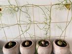 Aparte kamerplant; bowiea volubillis in mooie bolpot, Huis en Inrichting, Kamerplanten, Overige soorten, Minder dan 100 cm, Ophalen of Verzenden