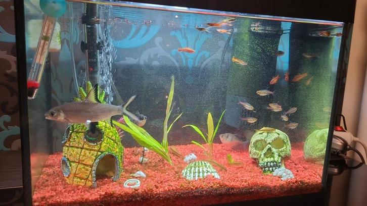 Aquarium 30 Liter kompleet, Dieren en Toebehoren, Vissen | Aquaria en Toebehoren, Zo goed als nieuw, Leeg aquarium, Ophalen