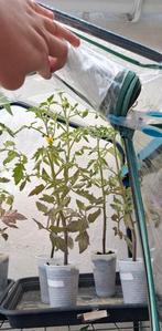Planten, Tuin en Terras, Planten | Tuinplanten, Ophalen, Volle zon, Groenteplanten, Eenjarig