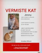 Help Jimmy terug te vinden. A.u.b., Dieren en Toebehoren, Vermiste en Gevonden Dieren, Kat