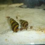 Helena slak, Slak of Weekdier