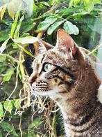 Geweldig leuke binnen gezinskater, gecastr/chip/ingeent 3 jr, Dieren en Toebehoren, Kater, Kortharig, 3 tot 5 jaar