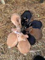 Jonge dwergkonijnen te koop, Dieren en Toebehoren, Konijnen, Meerdere dieren