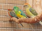 roodrug parkieten, Dieren en Toebehoren, Vogels | Parkieten en Papegaaien, Meerdere dieren, Parkiet