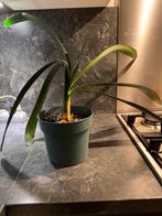 grote stek van een Clivia miniate / sint-jozef plant, Huis en Inrichting, Kamerplanten, Bloeiende kamerplant, Ophalen, Groenteplant