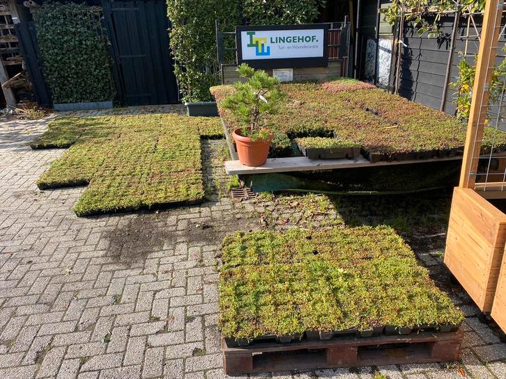 Sedum groen dak cassettes maak het eenvoudig zelf, Tuin en Terras, Planten | Tuinplanten, Overige soorten, Volle zon, Ophalen of Verzenden