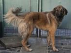 ACE: Horacio is een heerlijke grote sloeber, Dieren en Toebehoren, Honden | Niet-rashonden, Particulier, Rabiës (hondsdolheid)