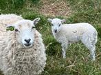 Lief tam ouessant ooitje uit 2018, Dieren en Toebehoren, Vrouwelijk, Schaap, 6 jaar of ouder