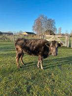 Dahomey mini koe van april 2021, Dieren en Toebehoren, Runderen, Vrouwelijk