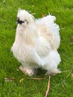 U.S.A. Zijdehoenderhaan  GRATIS, Dieren en Toebehoren, Pluimvee, Mannelijk, Kip