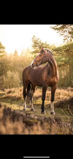 Stoere Gelderse 12 jarige ruin, Gechipt, Ruin, M, Dressuurpaard