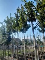 Groenblijvende bomen kopen laurier taxus portugese laurier, Tuin en Terras, In pot, Halfschaduw, Zomer, Overige soorten