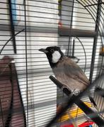 Buulbuul irakees, Dieren en Toebehoren, Mannelijk