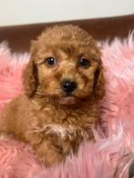 Maltipoo teefjes 1250 reutjes 1000 geteste ouders, Nederland, Overige rassen, 8 tot 15 weken, Teef