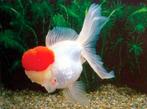 Leeuwenkoppen Redcap 9 CM, Vis, Zoetwatervis