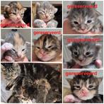 Main Coon kittens, Dieren en Toebehoren, Meerdere dieren, Gechipt, 0 tot 2 jaar