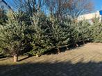 Prachtige kwaliteit Nordman kerstbomen  Te koop!, Tuin en Terras, Planten | Bomen, Overige soorten, 100 tot 250 cm, Zomer, Ophalen