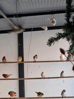 3 putters te koop of te ruil, Dieren en Toebehoren, Vogels | Overige Vogels, Meerdere dieren, Wildzangvogel, Geringd