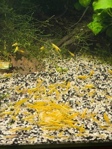 Yellow Neon Fire (gele) garnalen | Neocaridina beschikbaar voor biedingen