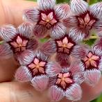Hoya sulawesiana, met peduncle, Huis en Inrichting, Ophalen of Verzenden, Halfschaduw, Minder dan 100 cm