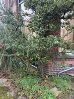 Gratis: Mooie sierboom met rode bessen, Bloeit niet, Overige soorten, 100 tot 250 cm, Ophalen