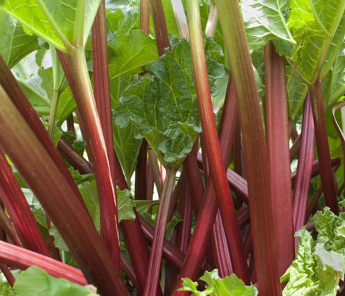 Rabarber Plant - Tuinplant, Tuin en Terras, Planten | Tuinplanten, Vaste plant, Groenteplanten, Volle zon, Bloeit niet, Ophalen of Verzenden