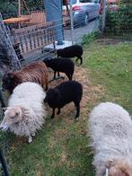Lieve ramlam ouessant, de 2 ooitjes zijn gereserveerd, Dieren en Toebehoren, Schapen, Geiten en Varkens, Meerdere dieren, Schaap