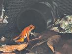 1.0 Oophaga pumilio Bastimentos, Amfibie, 0 tot 2 jaar