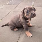 American Bully pups met stamboom, Dieren en Toebehoren, Honden | Bulldogs, Pinschers en Molossers, Rabiës (hondsdolheid), Overige rassen