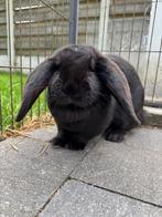 Franse Hangoor, Dieren en Toebehoren, Konijnen, Vrouwelijk, Middelgroot, Hangoor, 0 tot 2 jaar