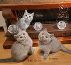 Prachtige brits / britse korthaar kittens met STAMBOOM, Dieren en Toebehoren, Meerdere dieren, Gechipt