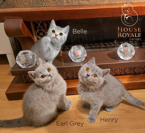 Prachtige brits / britse korthaar kittens met STAMBOOM, Dieren en Toebehoren, Katten en Kittens | Raskatten | Korthaar, Meerdere dieren