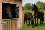 Stalhulp gezocht – Boornbergum (omgeving Drachten)