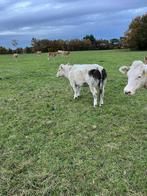 4 bbl pinken van een jaar oud te koop, Dieren en Toebehoren, Vrouwelijk
