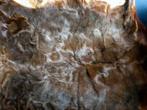 Vintage Dierenhuid - Decoratief & Uniek, Gebruikt, 50 tot 100 cm, Vintage, Bruin