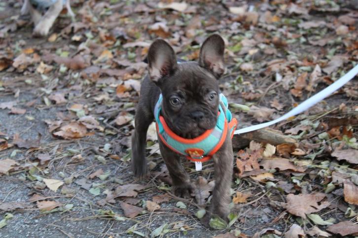 Franse Bulldog teefje met stamboom Belgie, Dieren en Toebehoren, Honden | Bulldogs, Pinschers en Molossers, Teef, Bulldog, Fokker | Professioneel