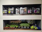 Terrarium planten, Ophalen, Nieuw, Tak, Plant, Rots of Steen
