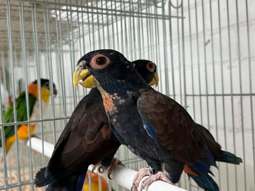Bronsvleugel pionus - Pionus chalcopterus, Dieren en Toebehoren, Vogels | Parkieten en Papegaaien, Papegaai, Meerdere dieren, Geringd