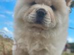 Chow chow te koop, Dieren en Toebehoren, Honden | Chihuahua's en Gezelschapshonden, Particulier, 1 tot 2 jaar, Nederland, Eén hond