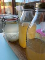 waterkefirkorrels, Diversen, Levensmiddelen, Ophalen