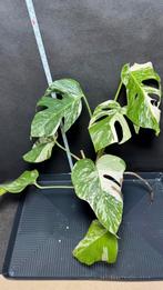 Monstera Deliciosa Variegata Albo Nr 4 - Groot, Huis en Inrichting, Kamerplanten, Ophalen of Verzenden, Overige soorten, Minder dan 100 cm